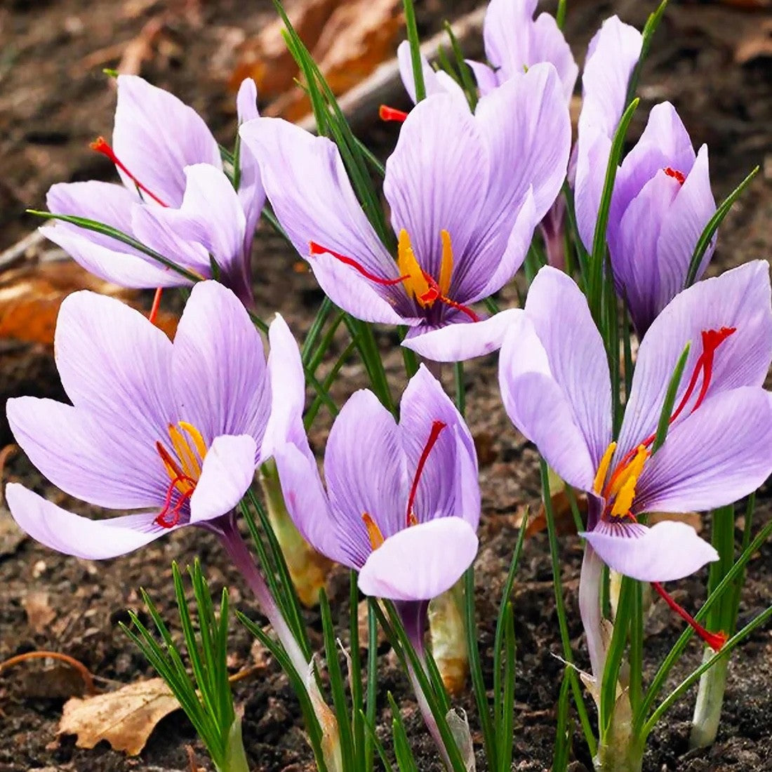 Crocus sativus saffron crocus corms with purple autumn flowers and red saffron stigmas