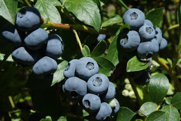 3 x  'Duke' Blueberry Plants -  High Yielding Vaccinium corymbosum in 9cm Pots