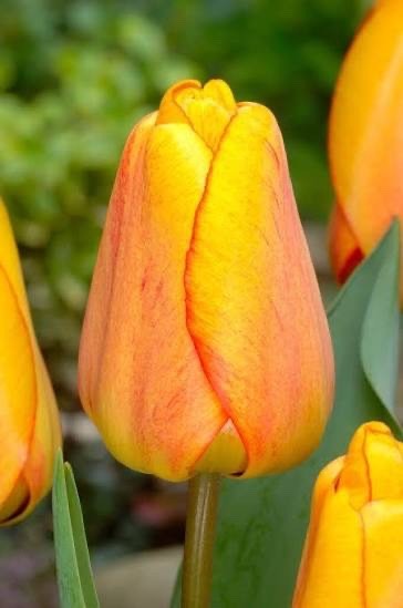 10x Tulip Beauty of Apeldoorn 10/11cm Orange Yellow Spring Flowering Bulbs