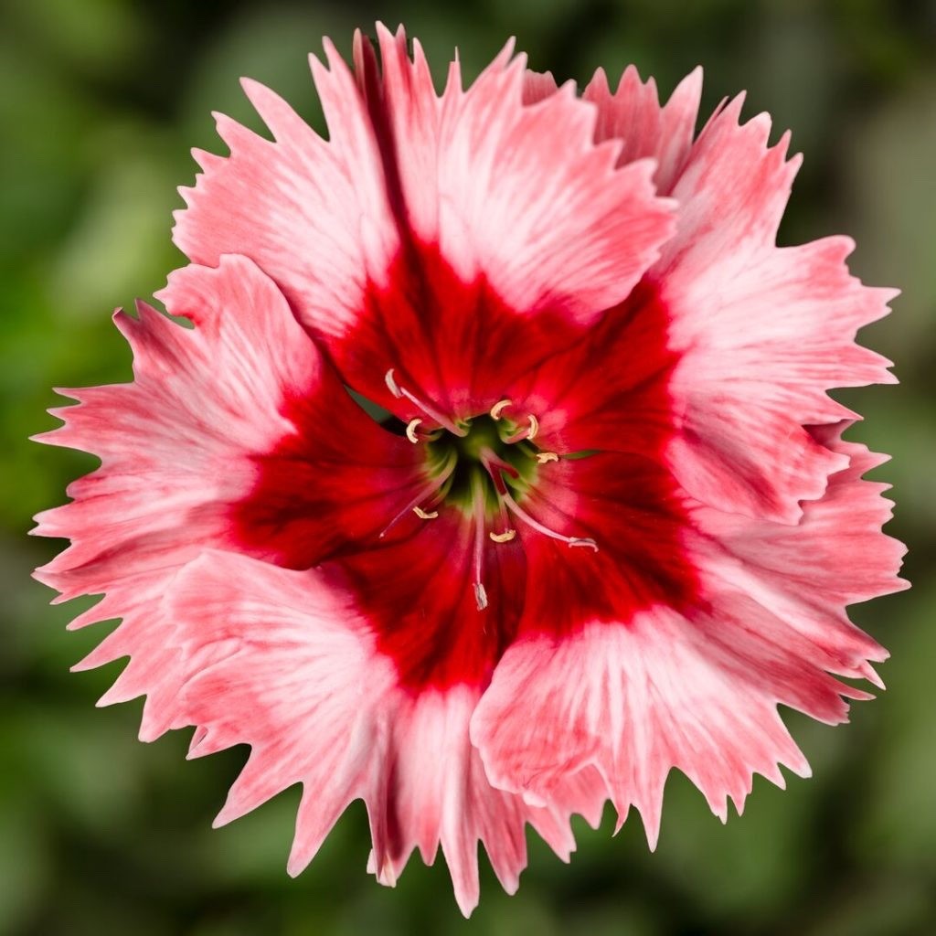 2x Dianthus Strawberry Crush Plants 9cm Pots Hardy Perennial Garden Pinks