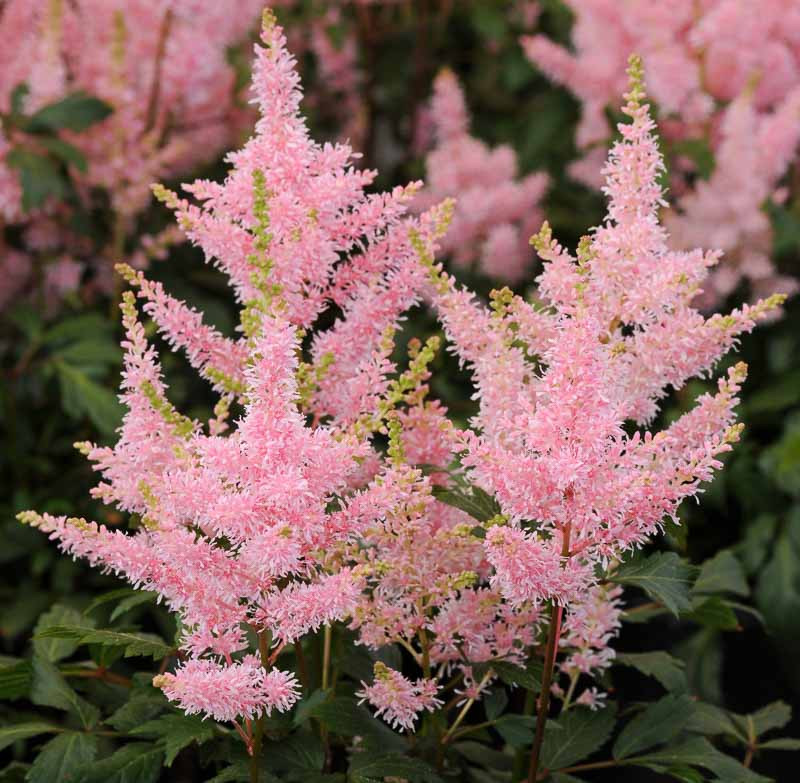 4 x Astilbe Younique Lilac Bulbs - Elegant Plumes Perfect for Shaded Areas