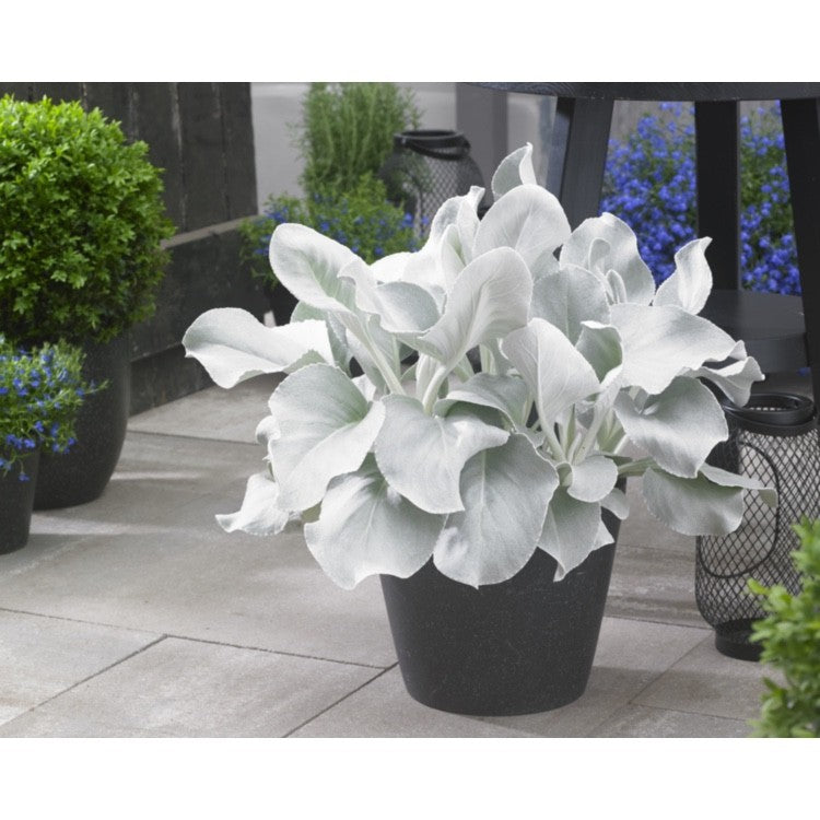 2x Senecio Angel Wings Plants 9cm Pots Silver Foliage Hardy Garden