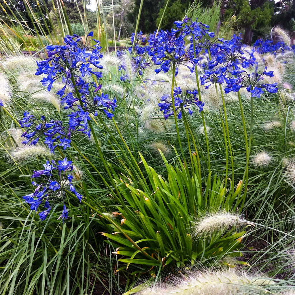 4 x Agapanthus Africanus Bulbs - Attracts Bees and other pollinators