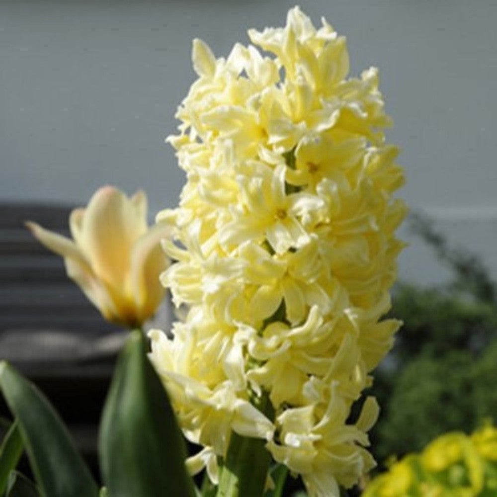 5x Prepared Hyacinth City of Haarlem 16/17cm Indoor Bulbs Pre-Order