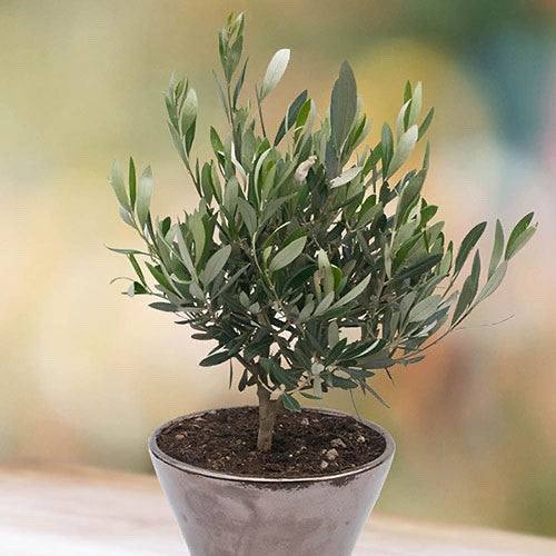 1 x Mini Olive Tree Olea Europaea - Common Olive Garden Shrub in 2ltr pot