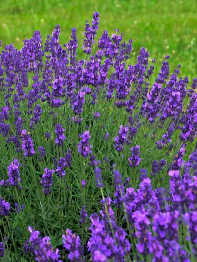 2 x English Lavender Angustifolia 'Blue Scent' - Compact and Fragrant plants