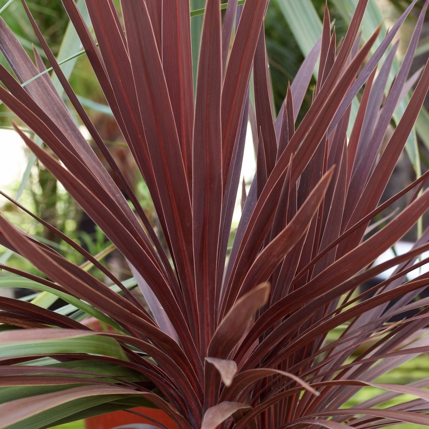 2x Cordyline Red Star 2L Pot Evergreen Ornamental Garden Plant Shrub