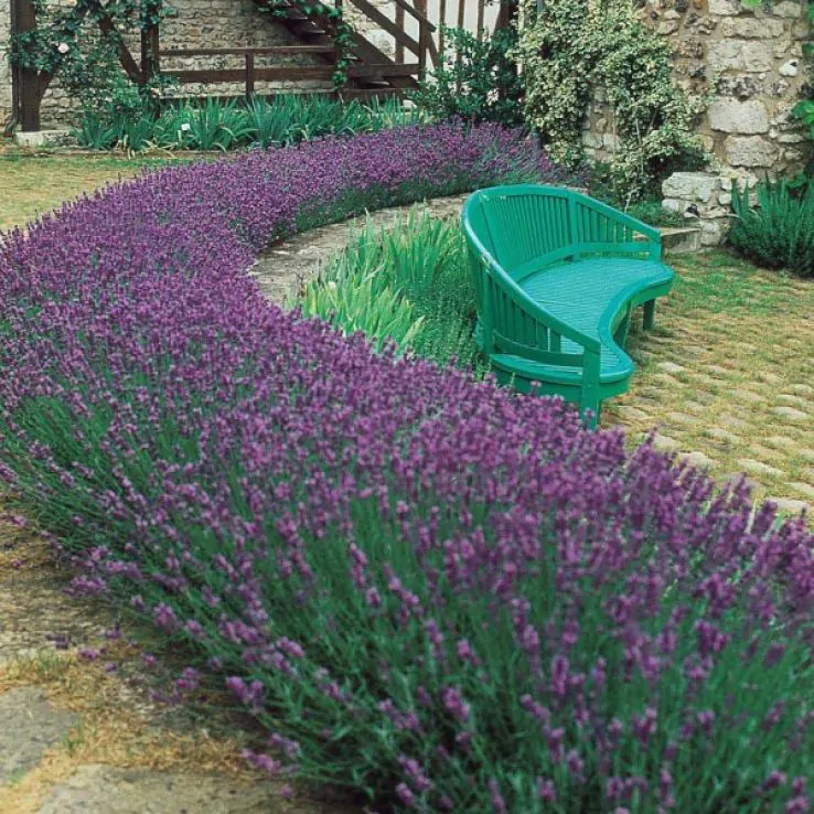 2 x English Lavender Angustifolia 'Blue Scent' - Compact and Fragrant plants