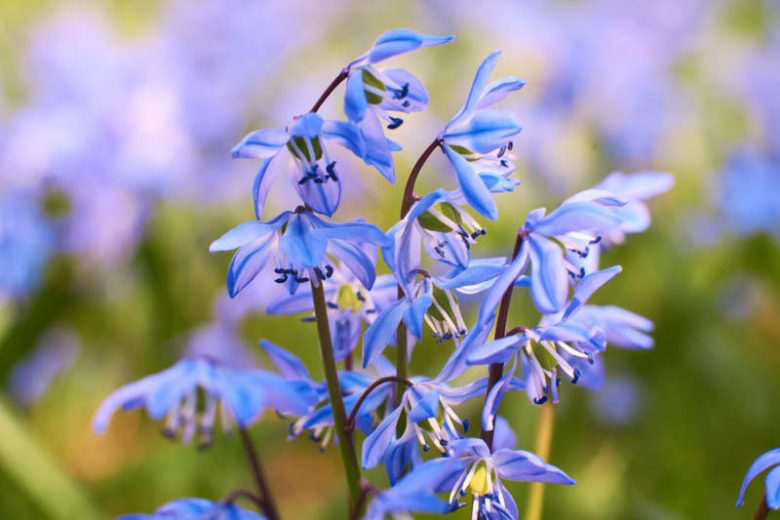 2 x Scilla Siberica - Siberian Black Sea Violet Hardy Perennial in 9cm pots