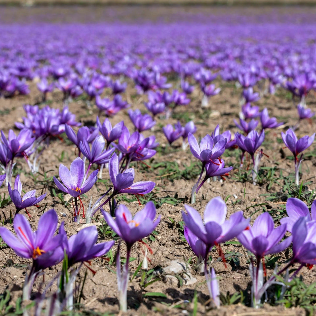 15x Crocus Sativus Bulbs 10cm+ Autumn Flowering Saffron Crocus Bulbs