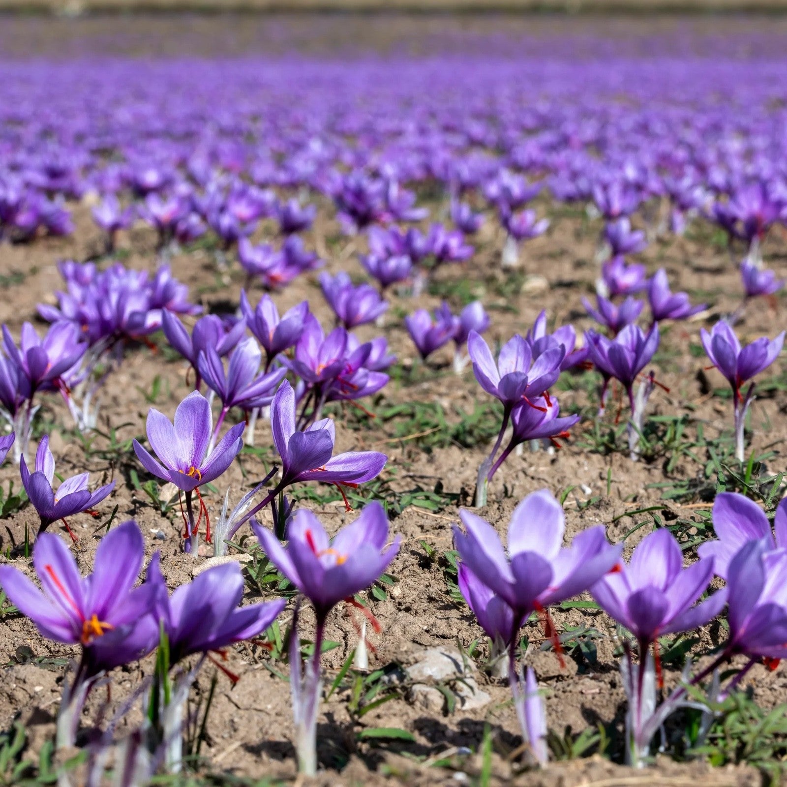 15x Crocus Sativus Bulbs 10cm+ Autumn Flowering Saffron Crocus Bulbs