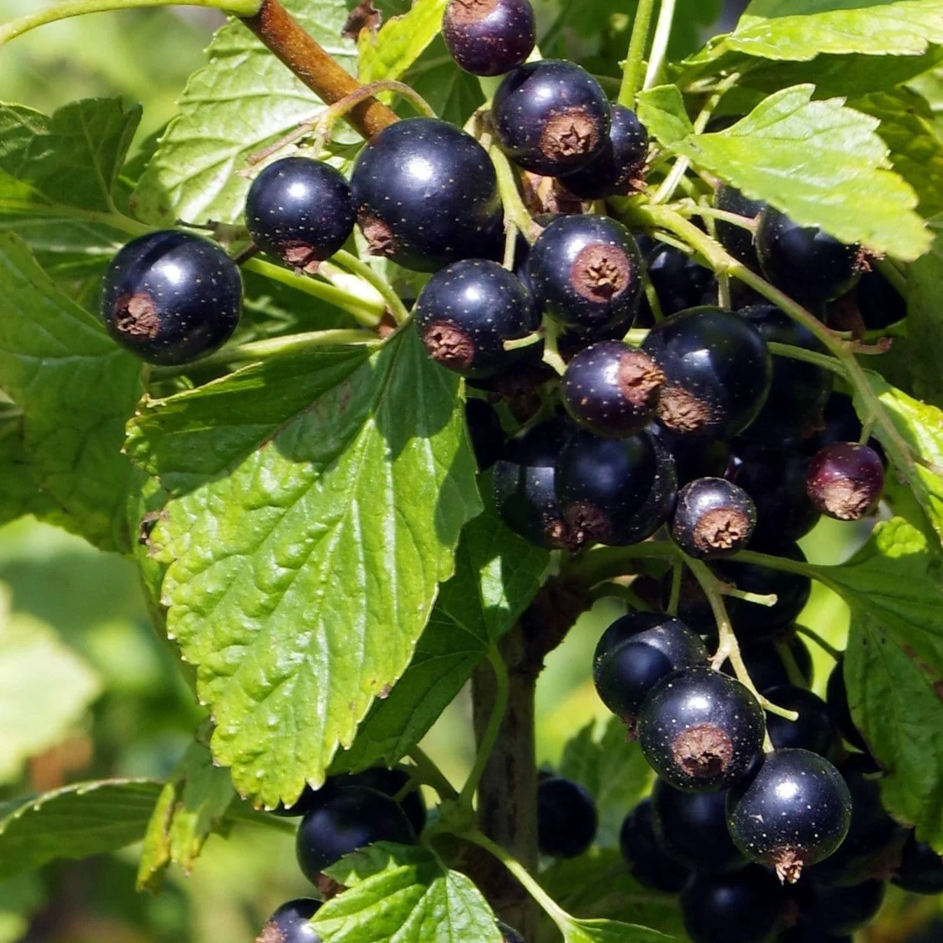 Blackcurrant 'Ben Connan' - Hardy Large Ribes ready to fruit in Summer 3ltr pot