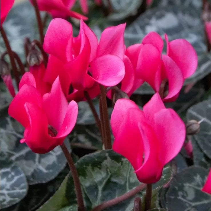 2x Cyclamen Compact Pink Plants 10.5cm Pots Autumn Winter Flowering