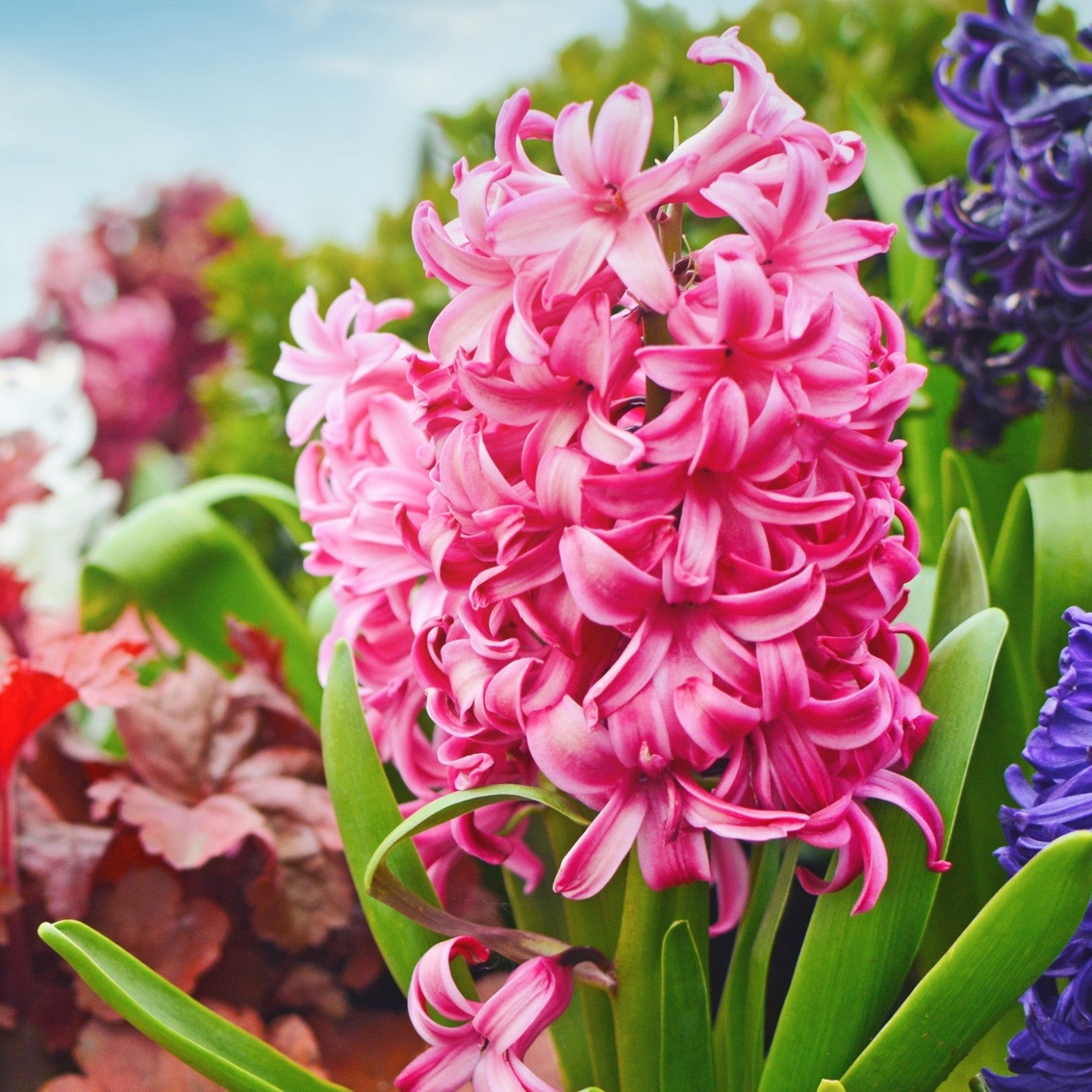 5x Prepared Hyacinth Pink Pearl 16/17cm Indoor Bulbs Christmas Pre-Order