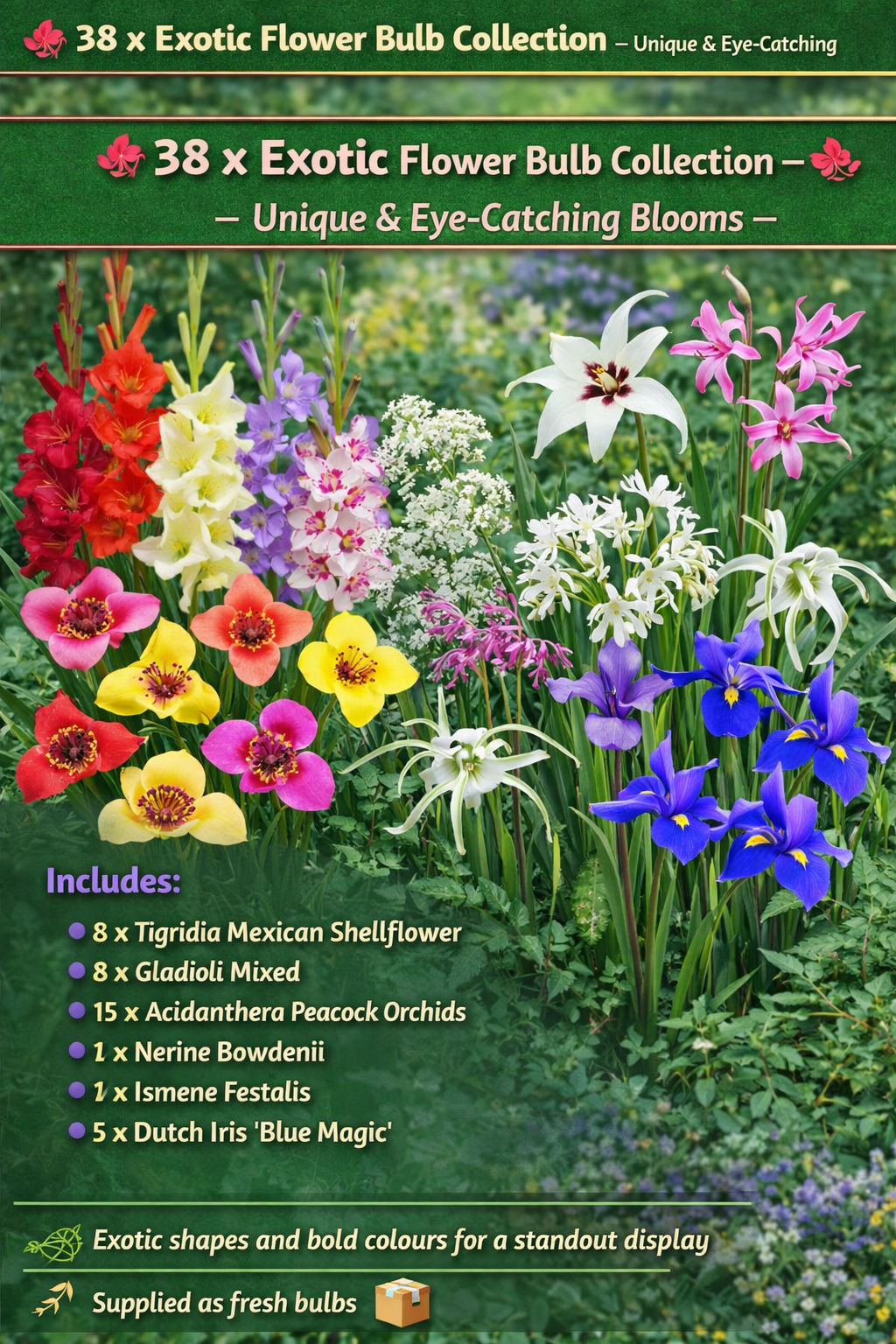 38 x Exotic Bulbs Mix – Tigridia, Nerine, Ismene, Gladioli