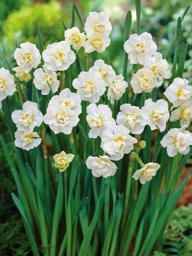 15x Daffodil Cheerfulness Bulbs Double White Fragrant Spring Narcissus
