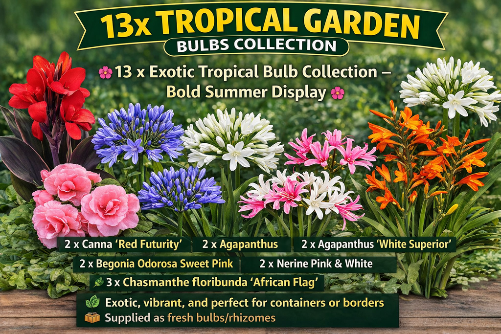 13 x Tropical Bulbs Mix – Canna, Agapanthus, Begonia, Nerine, Chasmanthe