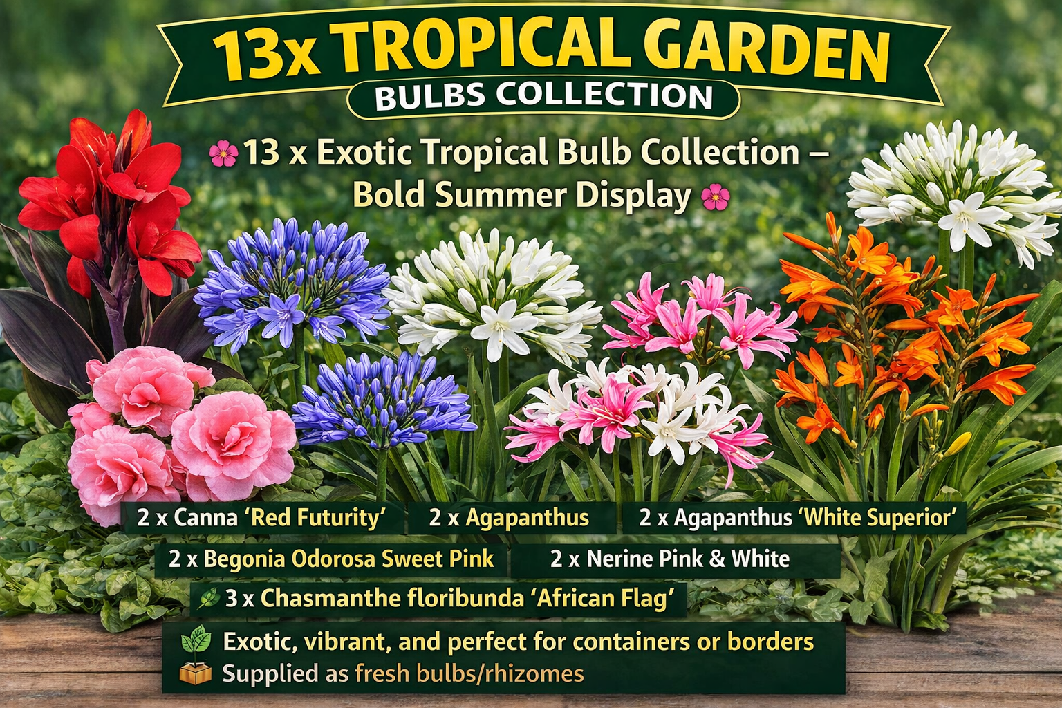 13 x Tropical Bulbs Mix – Canna, Agapanthus, Begonia, Nerine, Chasmanthe