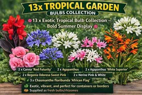 13 x Tropical Bulbs Mix – Canna, Agapanthus, Begonia, Nerine, Chasmanthe