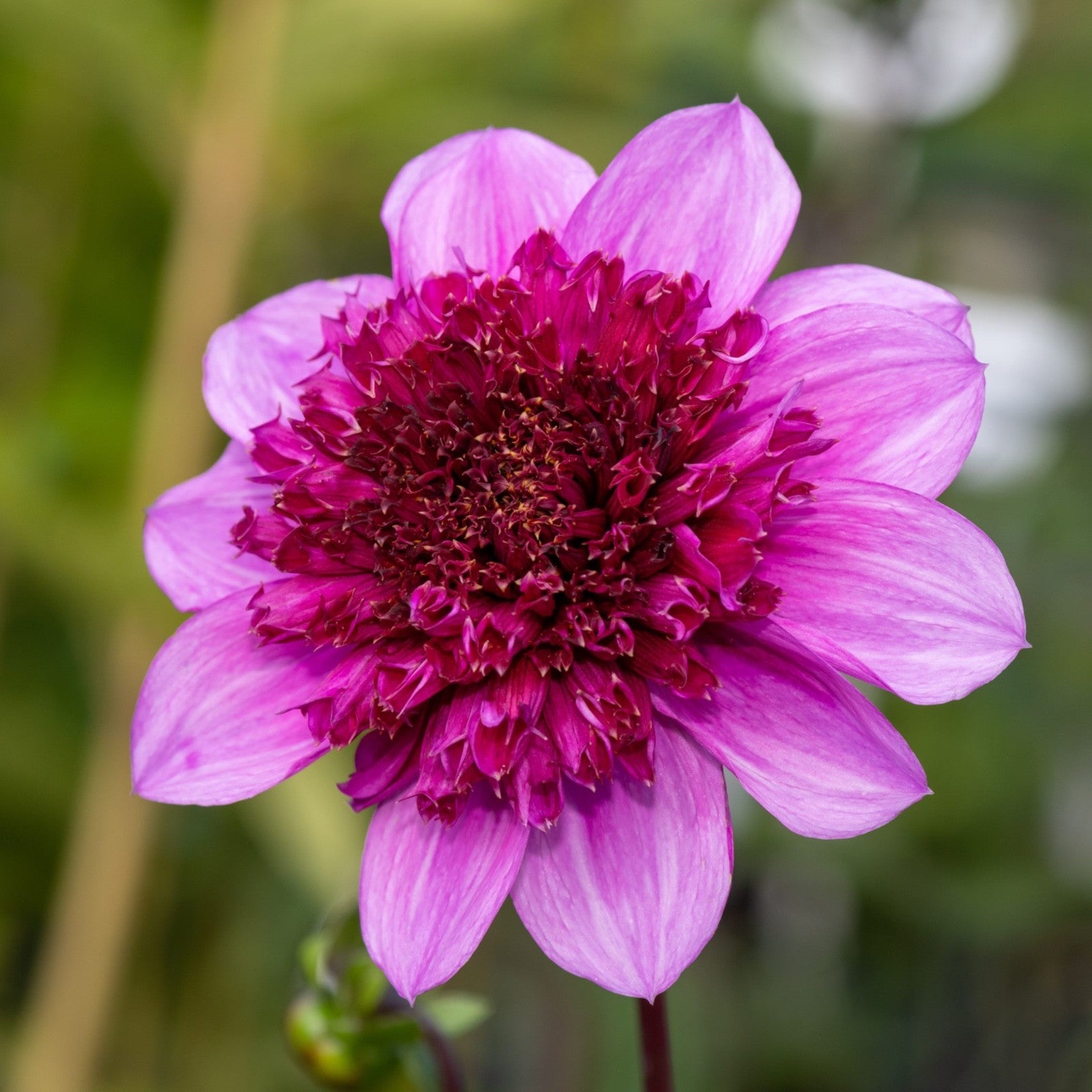 2x Dahlia Blue Bayou Plants 2L Pot Powder Puff Perennial Garden Flower
