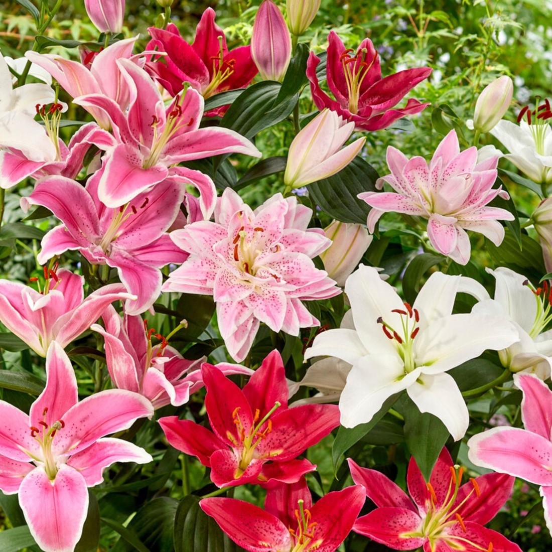 6 x Lily Oriental Mixed Summer Bulbs - Highly Scented Large Flower Hardy Lilium