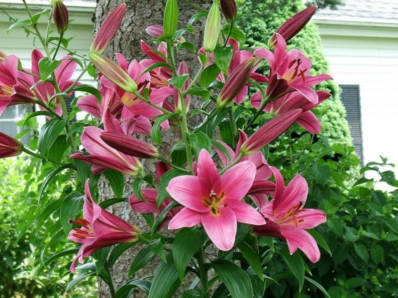Lily Purple Prince 2L Pot Giant Tree Lily Garden Plant