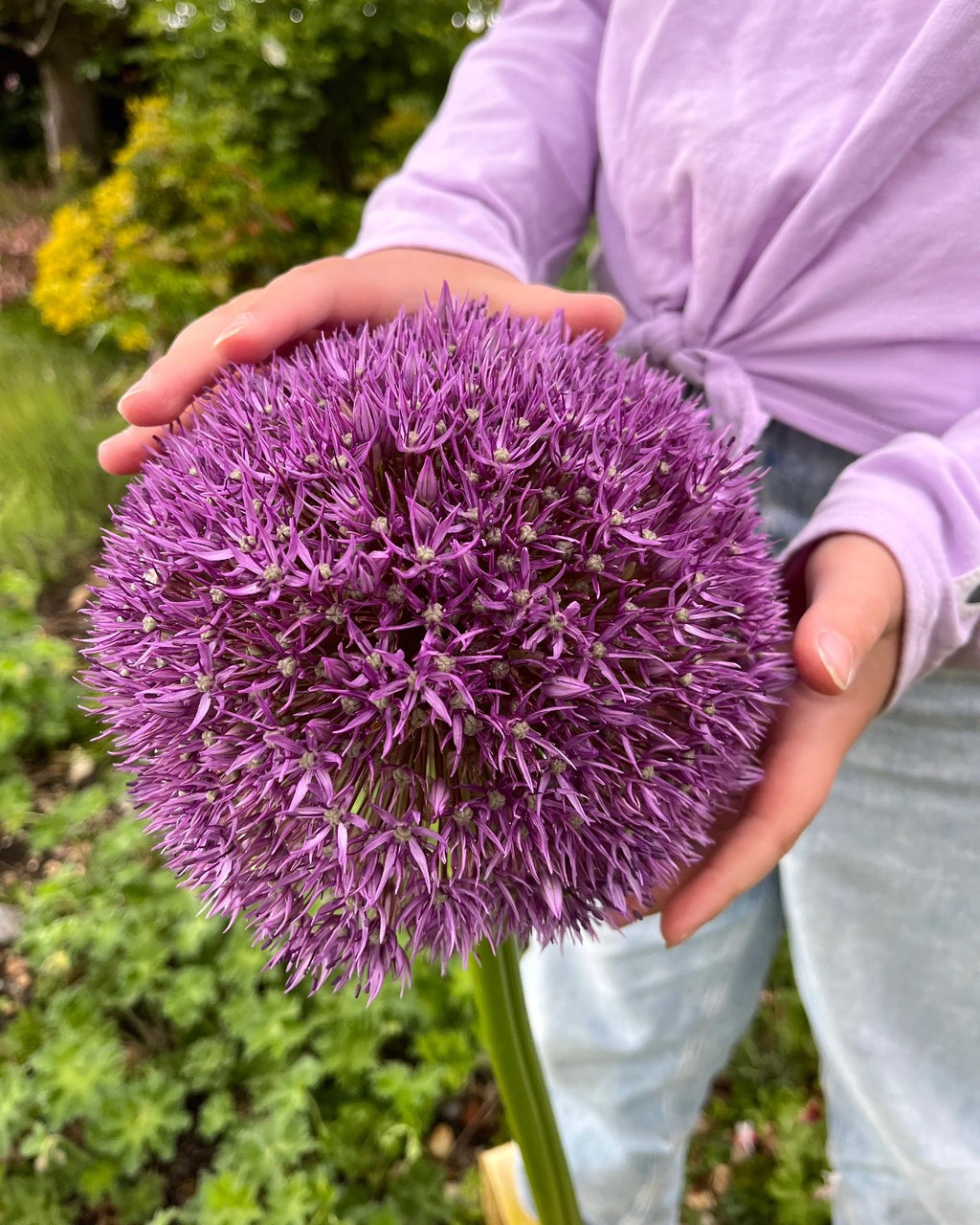 Allium Globemaster Bulbs 24cm+ Giant Purple Ornamental Flower Perennial