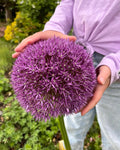 Allium Globemaster Bulbs 24cm+ Giant Purple Ornamental Flower Perennial