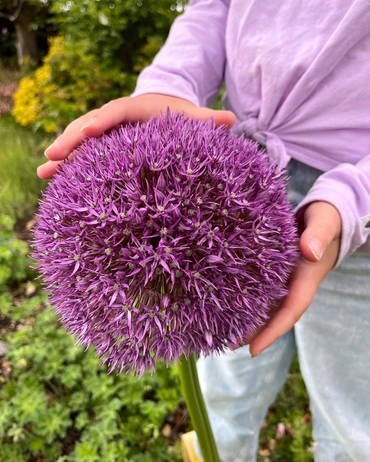 Allium Globemaster Bulbs 24cm+ Giant Purple Ornamental Flower Perennial