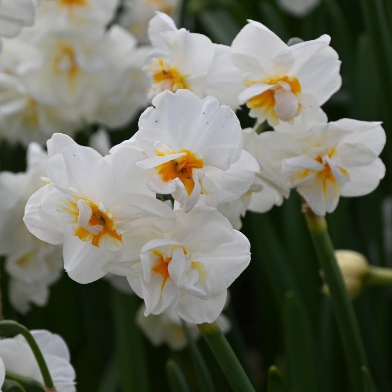 15x Daffodil Sir Winston Churchill Bulbs Double White Scented Narcissus