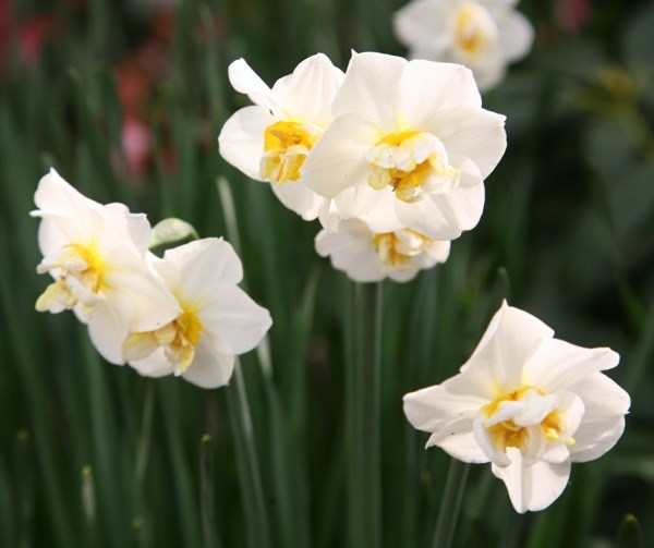 15x Daffodil Cheerfulness Bulbs Double White Fragrant Spring Narcissus