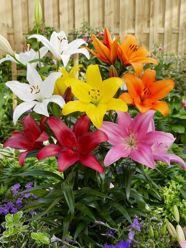 12 x Lilies Asiatic Mixed Bulbs - Ideal for Pots and Borders Hardy Perennial