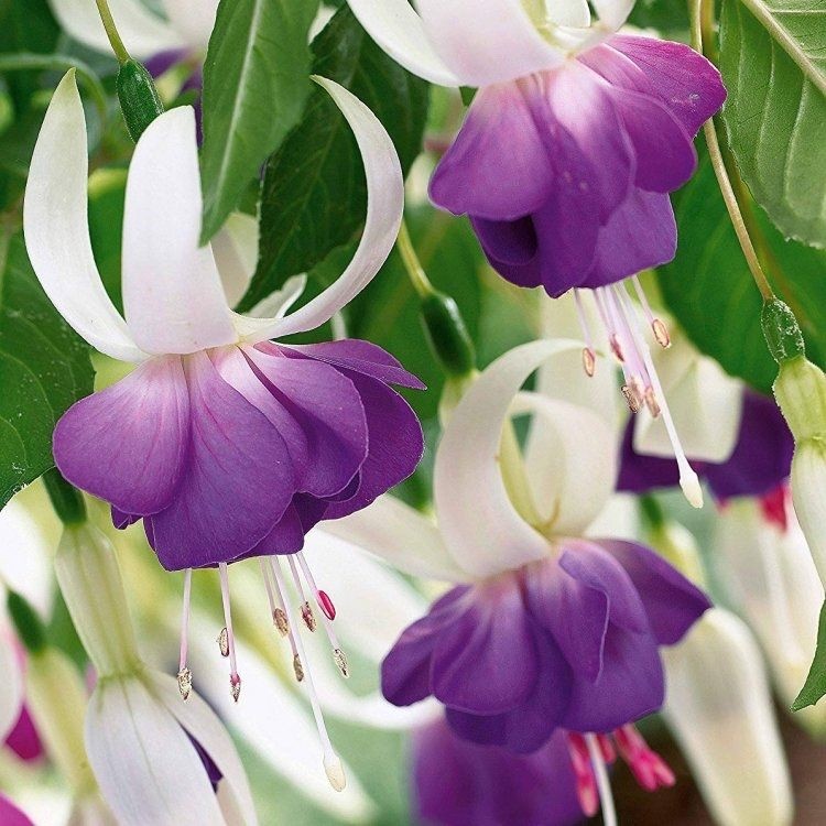 2 x Fuchsia 'Delta's Sarah' - Unique Long Blooming Hardy Perennial in 10.5cm pot