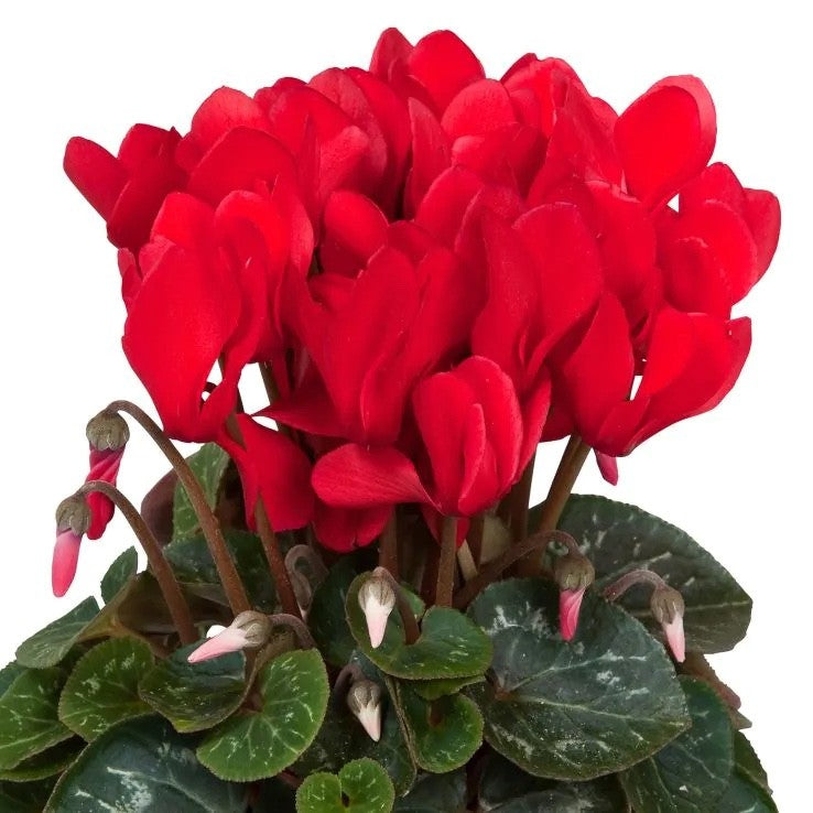 2x Cyclamen Festive Red Plants 10.5cm Pots Autumn Winter Flowering