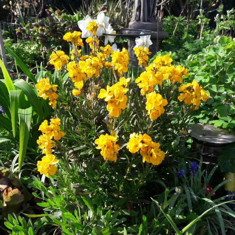 2x Wallflower Sugar Rush Yellow Plants 9cm Pots Fragrant Hardy Spring Flowers