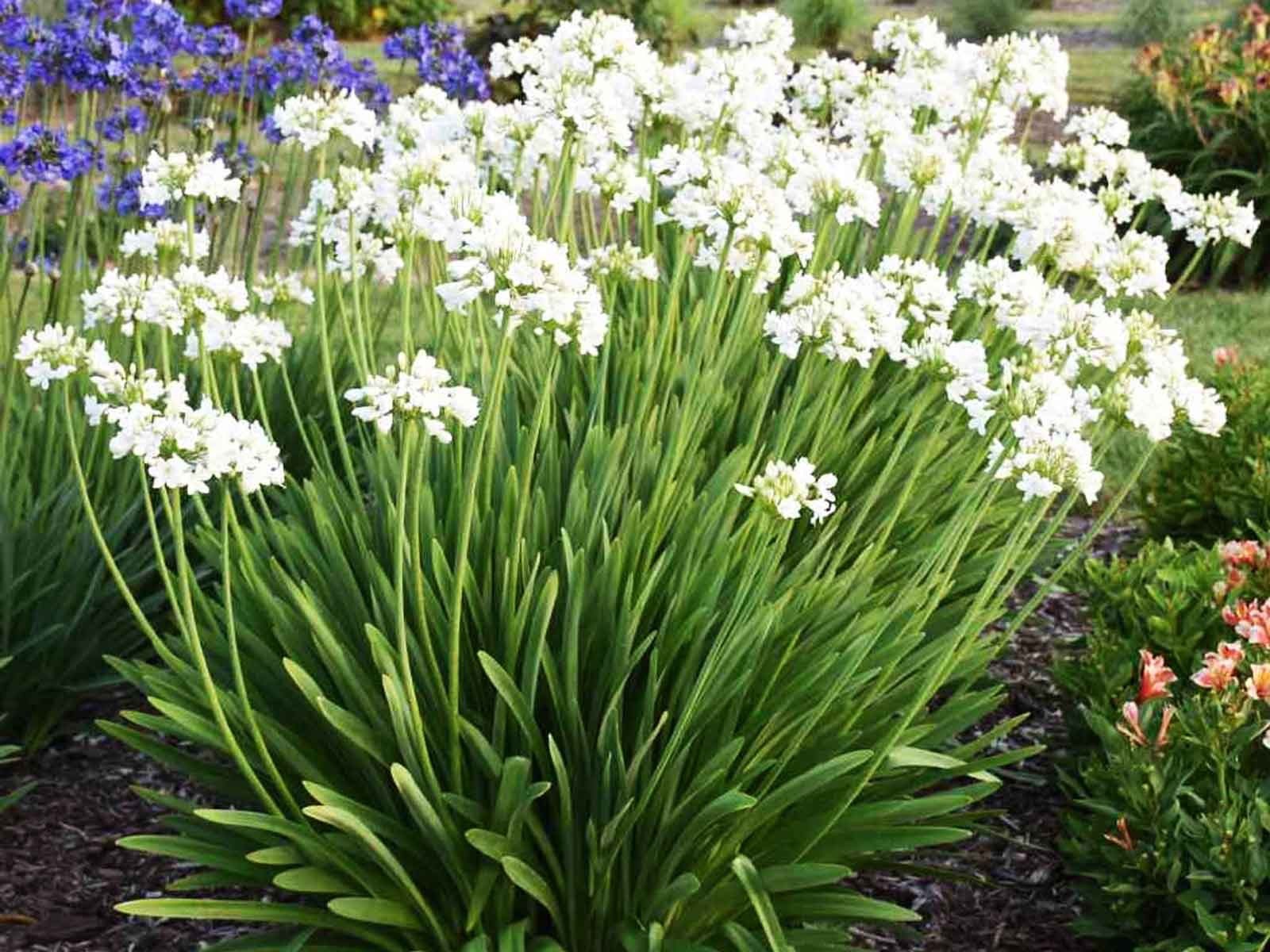 4 x Agapanthus White Superior Bulbs - Attracts Bees and other pollinators