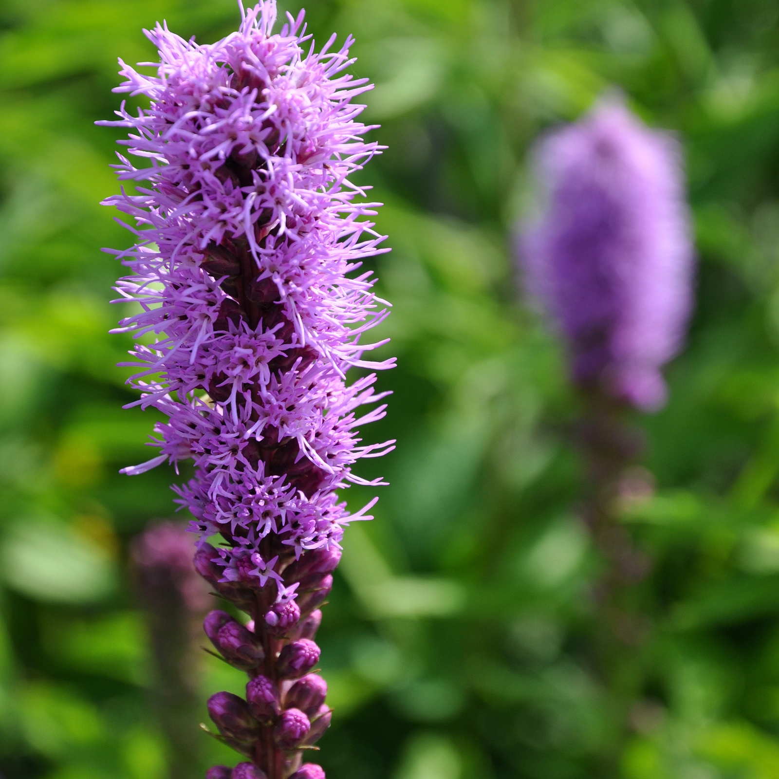 4 x Liatris Spicata Kobolt Bulbs - Gayfeather Compact and Colourful Perennial