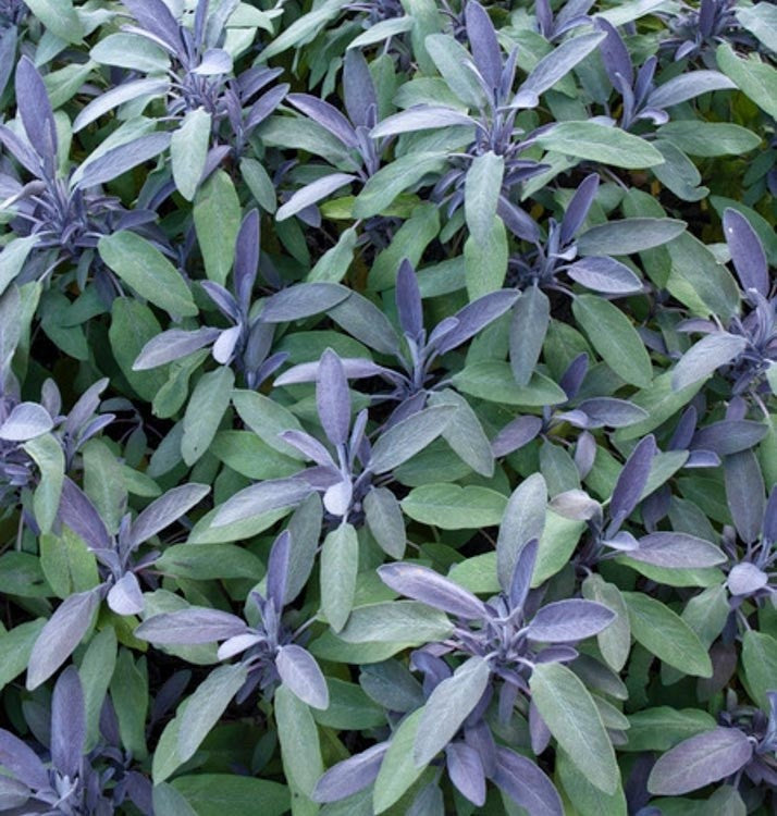 2 Purple Sage Plants 9cm Pots Award Winning Aromatic Mediterranean Herb