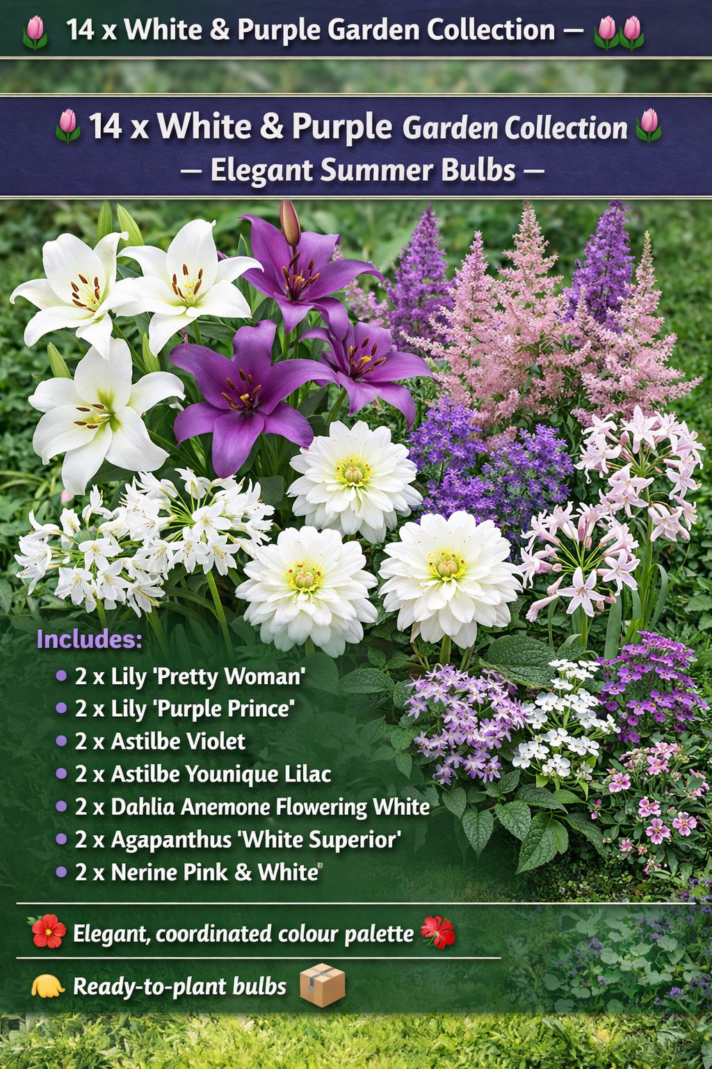 14 x White & Purple Bulbs Mix – Lily, Astilbe, Dahlia, Agapanthus