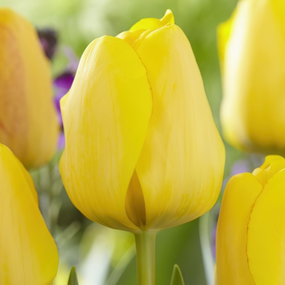 10x Tulip Golden Apeldoorn Bulbs 10/11cm Yellow Spring Flowering Tulips