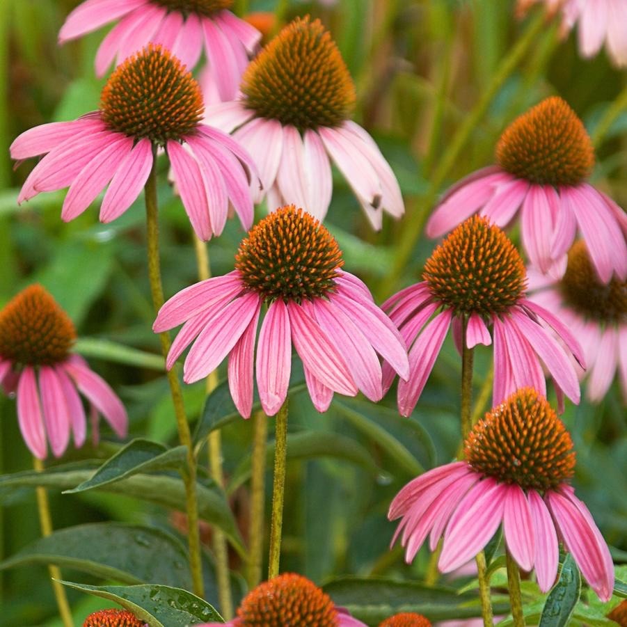 8 x Echinacea Purpurea  Bulbs - Pink Coneflower Loved by Pollinators