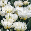 10x Tulip Mount Tacoma Bulbs 10/11cm Double White Peony Spring Flowers