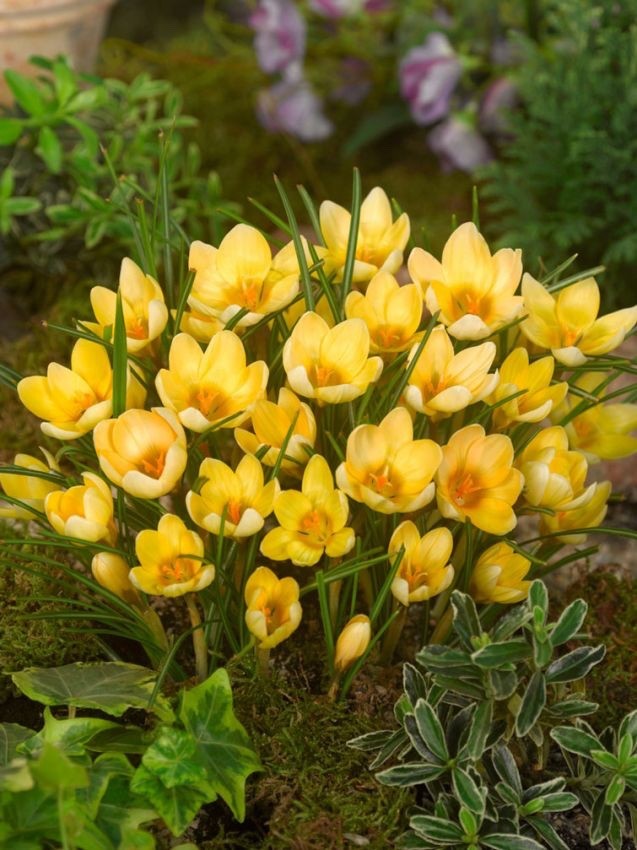 25x Crocus Romance Bulbs Spring Flowering Yellow Garden Bulbs Autumn Planting