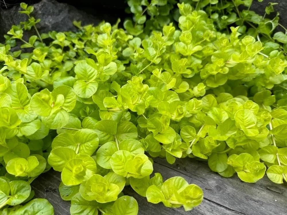 2x Lysimachia Goldilocks Plants 9cm Pots Golden Creeping Jenny Ground Cover