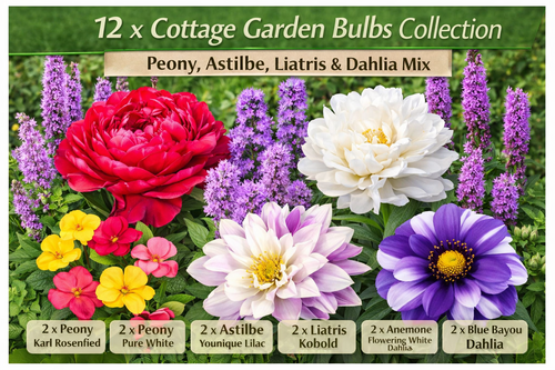 12 x Cottage Garden Bulbs Mix – Peony, Astilbe, Dahlia, Liatris – Summer Flowers