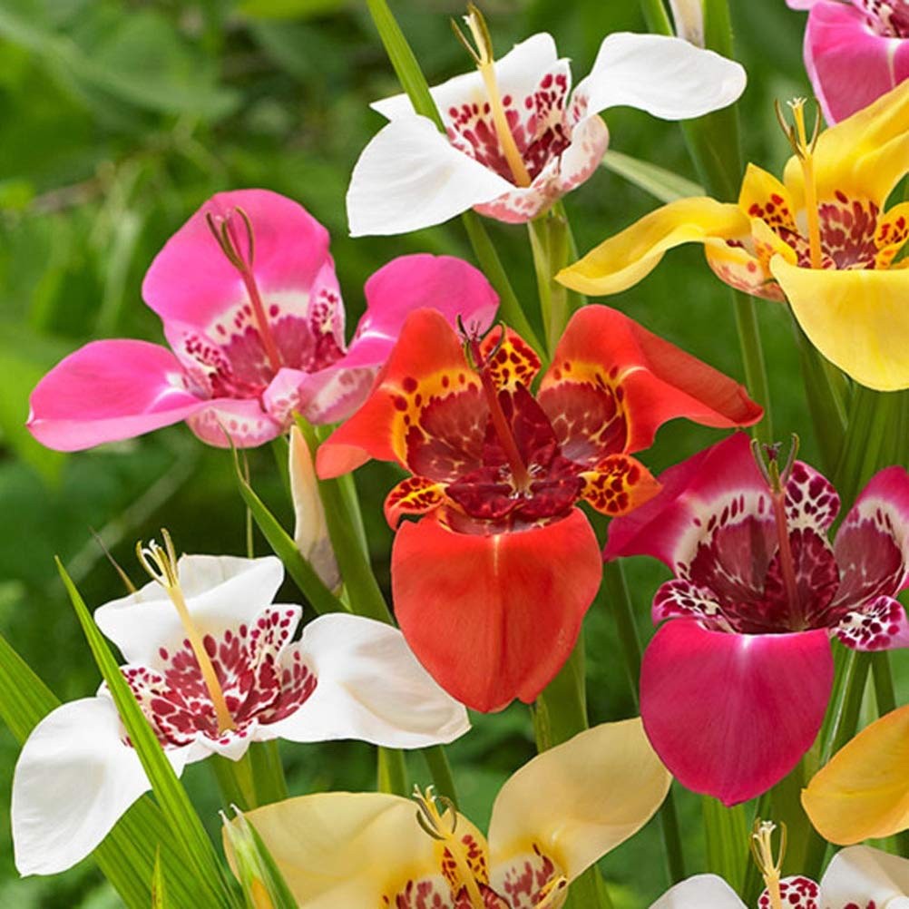 32 x Tigridia Mexican Shell Flower Bulbs - Summer Exotic Flowers