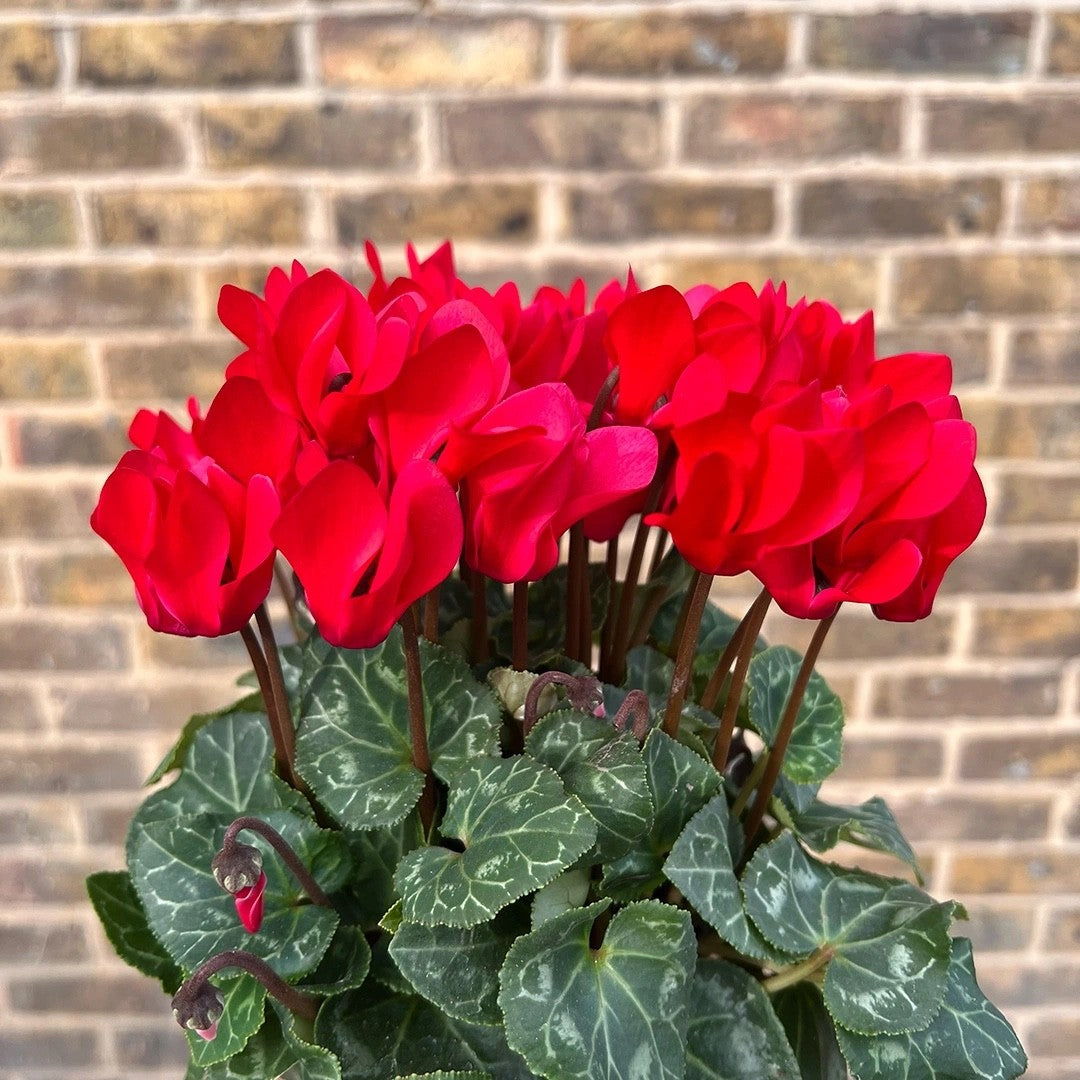 2x Cyclamen Festive Red Plants 10.5cm Pots Autumn Winter Flowering