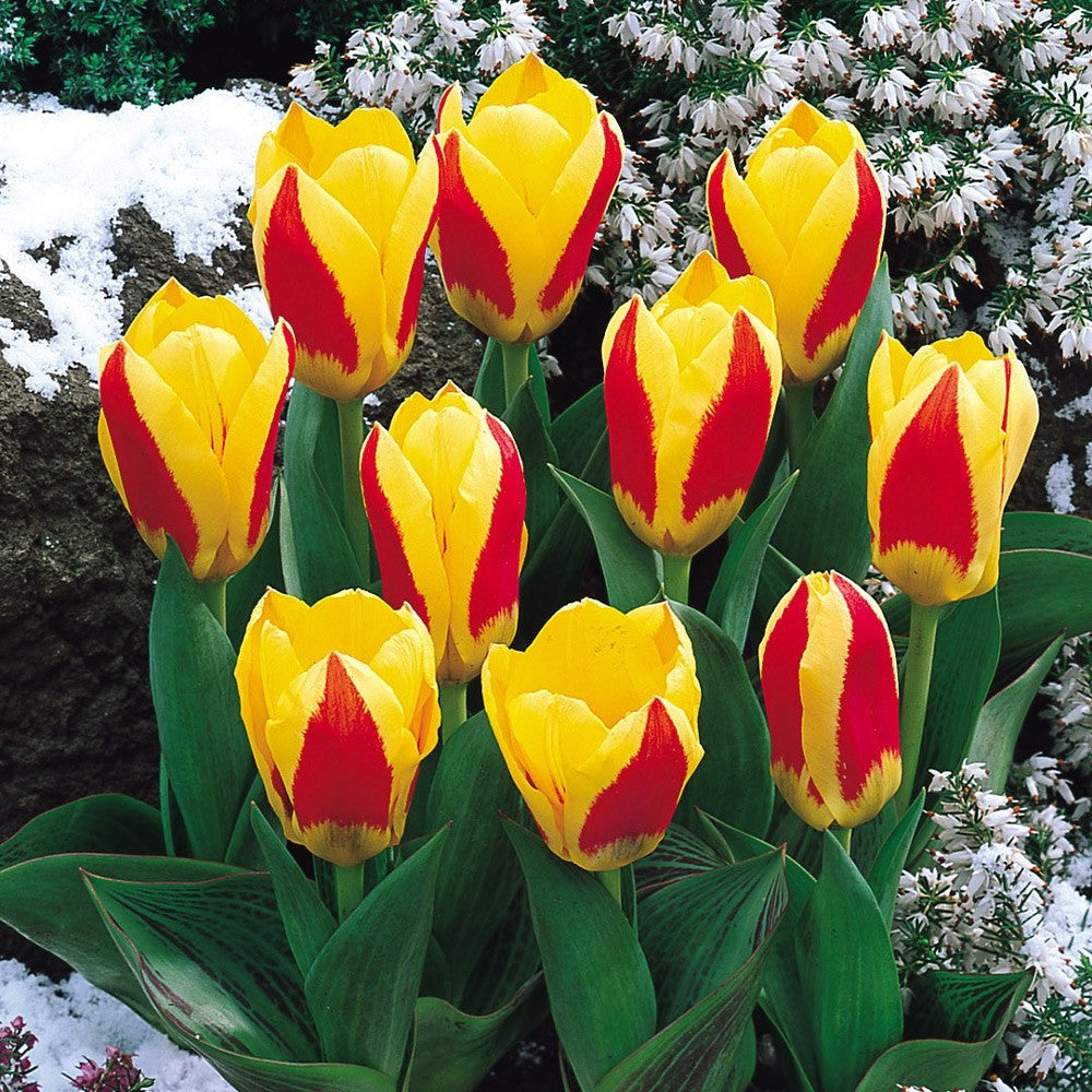 15x Dwarf Tulip Stresa 10/11cm Bulbs Autumn Planting Pre-Order