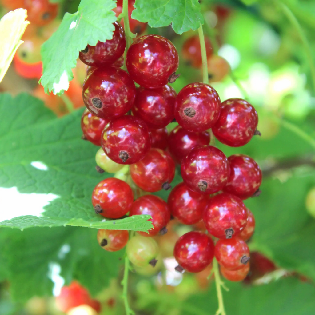 Redcurrant 'Rosetta' - Hardy Large Ribes ready to fruit in Summer 3ltr pot