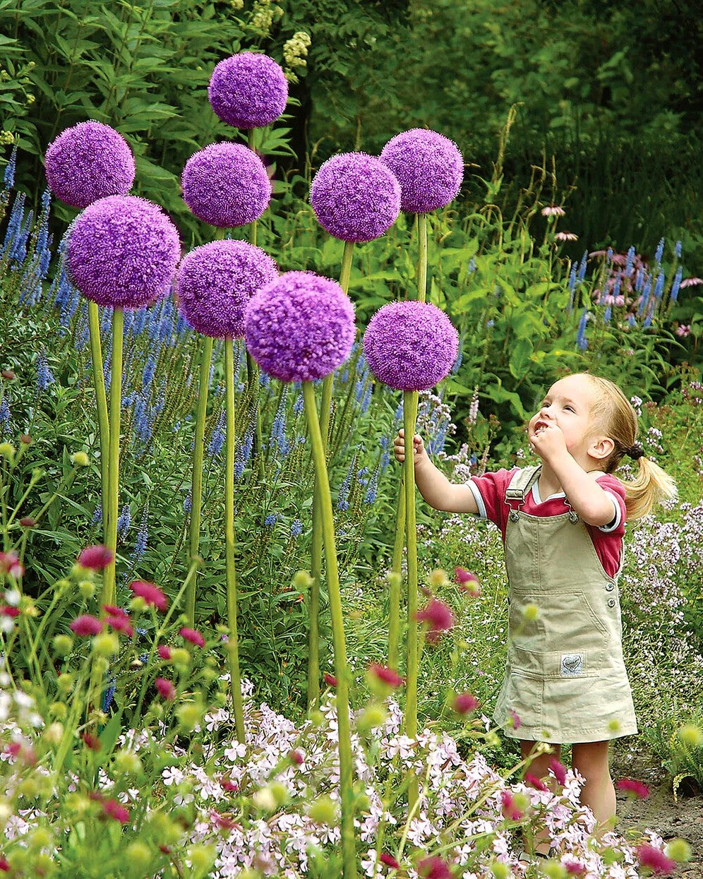 Allium Globemaster Bulbs 24cm+ Giant Purple Ornamental Flower Perennial